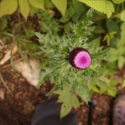 「アザミとともに」美足百選サイト応援でココバイオマスク」をプレゼント！の投稿画像