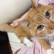 「もう19歳」★終了★ペットにハンドメイドグッズを作ってペット自慢♪参加者募集！の投稿画像