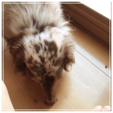 口コミ：無添加ドッグフード安心に当選✨の画像（2枚目）