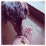 口コミ：無添加ドッグフード安心に当選✨の画像（3枚目）