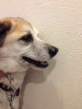 口コミ：無添加ドッグフード安心★の画像（1枚目）