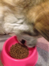 口コミ：無添加ドッグフード安心★の画像（2枚目）