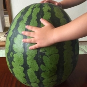 「大きなスイカ」【スイカ写真大募集！】旅行にも最適なスキンケアセットを10名様にプレゼント♪の投稿画像