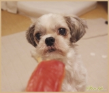 口コミ：ポーちゃんのご褒美&hearts;　＆　ダシ巻き卵の画像（4枚目）