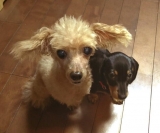 ３本脚のシニアなので太らせないようにしています
