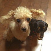 「３本脚のシニアなので太らせないようにしています」DOGSTANCE鹿肉ライトフード　長期（1カ月）ダイエットモニター大募集の投稿画像