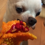 「食いしん坊チワワ」の画像（2枚目）