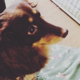 「ダイエット」の画像（1枚目）