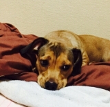 「 愛犬 きゃん」の画像（1枚目）