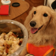 「食べるの大好き♪」DOGSTANCE鹿肉ライトフード　長期（1カ月）ダイエットモニター大募集の投稿画像