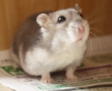 口コミ記事「１００％天然の果皮粉末「青みかんのチカラ」で冷え対策～♪」の画像