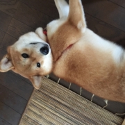 「愛犬ダイヤ」【鹿肉ドッグフード　DOGSTANCE鹿肉麹熟成】 長期ブログモニター募集！の投稿画像