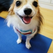 「宝物」【鹿肉ドッグフード　DOGSTANCE鹿肉麹熟成】 長期ブログモニター募集！の投稿画像