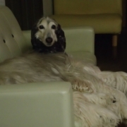 「11歳のベル」【鹿肉ドッグフード　DOGSTANCE鹿肉麹熟成】 長期ブログモニター募集！の投稿画像