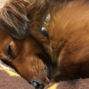 「ちょっと一眠り」【鹿肉ドッグフード　DOGSTANCE鹿肉麹熟成】 長期ブログモニター募集！の投稿画像