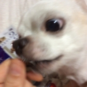 「食べるの大好き♪」【鹿肉ドッグフード　DOGSTANCE鹿肉麹熟成】 長期ブログモニター募集！の投稿画像