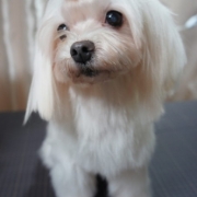 「食欲なら天下一！」【鹿肉ドッグフード　DOGSTANCE鹿肉麹熟成】 長期ブログモニター募集！の投稿画像