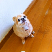 「僕」【鹿肉ドッグフード　DOGSTANCE鹿肉麹熟成】 長期ブログモニター募集！の投稿画像