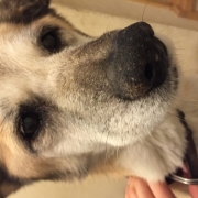 「よろしくお願いします。」【鹿肉ドッグフード　DOGSTANCE鹿肉麹熟成】 長期ブログモニター募集！の投稿画像