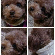 「トイプー」【鹿肉ドッグフード　DOGSTANCE鹿肉麹熟成】 長期ブログモニター募集！の投稿画像