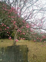 口コミ：玉肌シリカ天然水の画像（1枚目）
