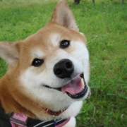 「うちのきなこさん」DOGSTANCE鹿肉ライトフード　長期（1カ月）ダイエットモニター5名様大募集の投稿画像