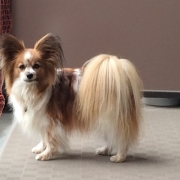 「ベランダにて」DOGSTANCE鹿肉ライトフード　長期（1カ月）ダイエットモニター5名様大募集の投稿画像