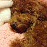 「デブ」DOGSTANCE鹿肉ライトフード　長期（1カ月）ダイエットモニター5名様大募集の投稿画像