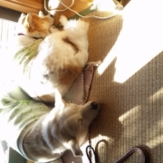 「愛犬」DOGSTANCE鹿肉ライトフード　長期（1カ月）ダイエットモニター5名様大募集の投稿画像