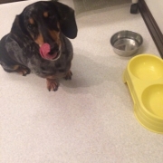 「愛犬」DOGSTANCE鹿肉ライトフード　長期（1カ月）ダイエットモニター5名様大募集の投稿画像