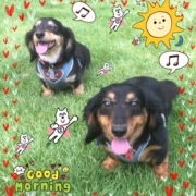 「元気にお留守番」DOGSTANCE鹿肉ライトフード　長期（1カ月）ダイエットモニター5名様大募集の投稿画像