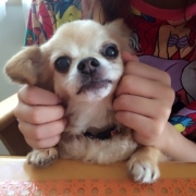 「ちび太」DOGSTANCE鹿肉ライトフード　長期（1カ月）ダイエットモニター5名様大募集の投稿画像