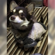 「オネダリ」DOGSTANCE鹿肉ライトフード　長期（1カ月）ダイエットモニター5名様大募集の投稿画像