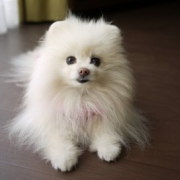 「ダイエットしたいです。」DOGSTANCE鹿肉ライトフード　長期（1カ月）ダイエットモニター5名様大募集の投稿画像