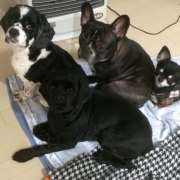 「愛犬」DOGSTANCE鹿肉ライトフード　長期（1カ月）ダイエットモニター5名様大募集の投稿画像