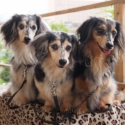 「目指せ！ベスト体重！！」DOGSTANCE鹿肉ライトフード　長期（1カ月）ダイエットモニター5名様大募集の投稿画像