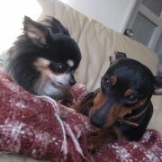 「顔写真」DOGSTANCE鹿肉ライトフード　長期（1カ月）ダイエットモニター5名様大募集の投稿画像