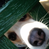 「愛犬モモ」の画像