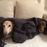 口コミ：無添加なドッグフード&hearts;︎の画像（1枚目）