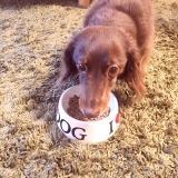 口コミ：無添加なドッグフード&hearts;︎の画像（2枚目）