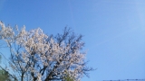 口コミ記事「ピクニックとお花見弁当と。。。」の画像