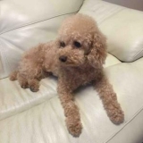 口コミ：無添加ドッグフード安心の画像（5枚目）