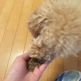 口コミ：無添加ドッグフード安心の画像（1枚目）