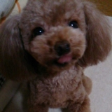 「うちのトイプーは！」の画像