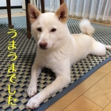 口コミ：モニター参加 無添加ドッグフード安心 の画像（4枚目）