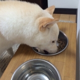 口コミ：モニター参加 無添加ドッグフード安心 の画像（3枚目）