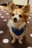 先月１１才になったばかりの写真です♪