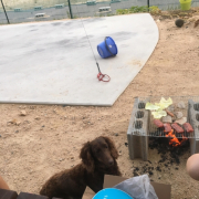 「愛犬の写真」「なめても安心！水で洗う除菌・消臭＆洗浄スプレー」モニター　10名様　大募集の投稿画像