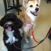 「仲良し」「なめても安心！水で洗う除菌・消臭＆洗浄スプレー」モニター　10名様　大募集の投稿画像