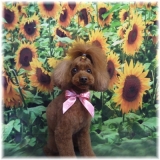 「うちのわんこ」の画像（1枚目）